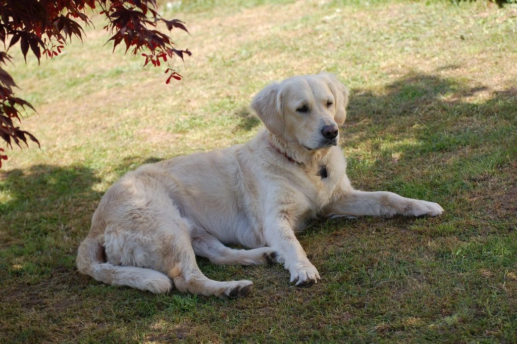 CPR for medium-sized to large dogs (above 30 pounds)