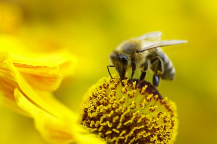 bee feeding on a flower