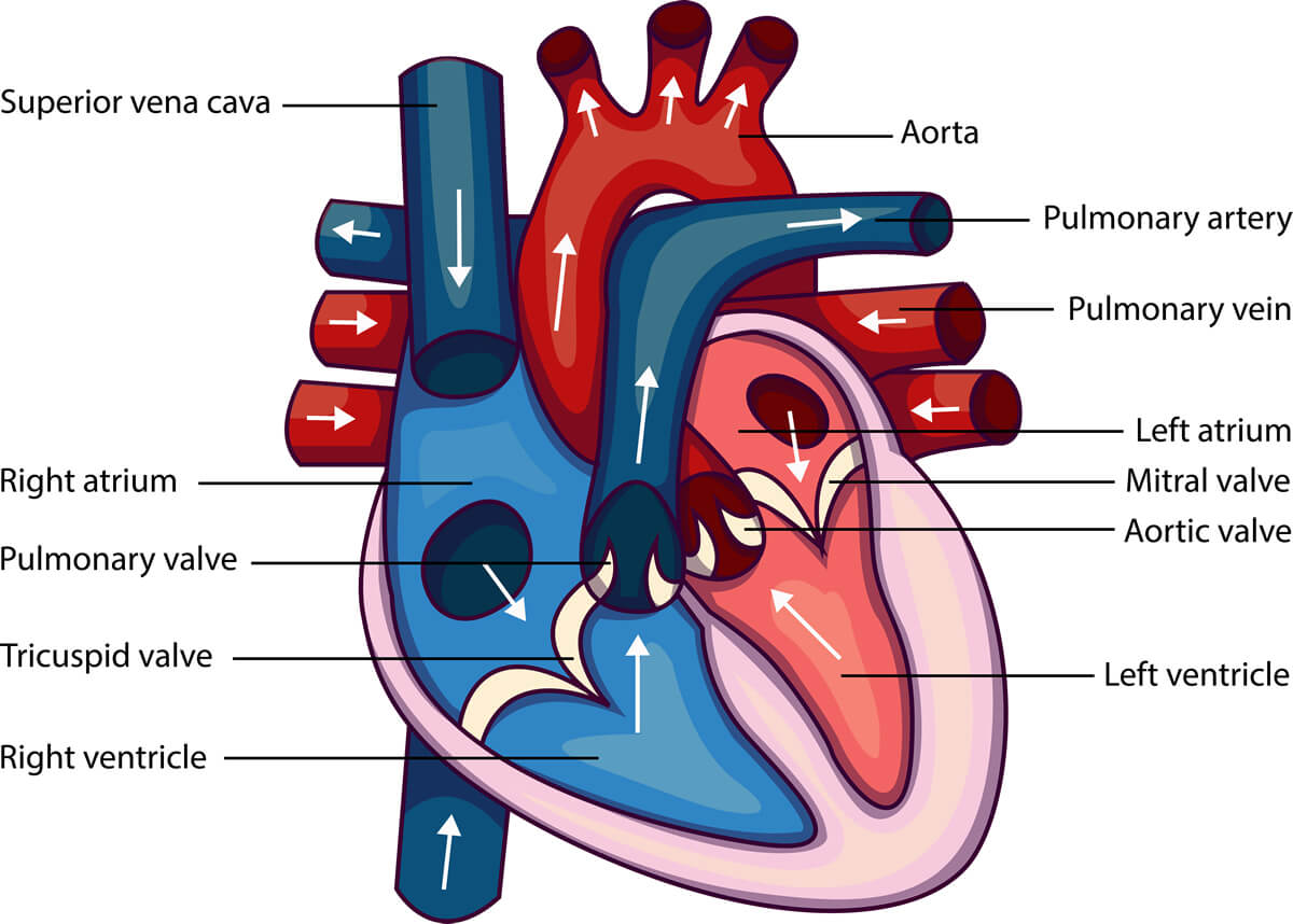 Heart Anatomy and Functions
