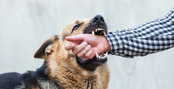 Dog Bite Levels Treatment and Considerations in 2024