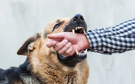 Dog bite first aid immediate actions and care tips