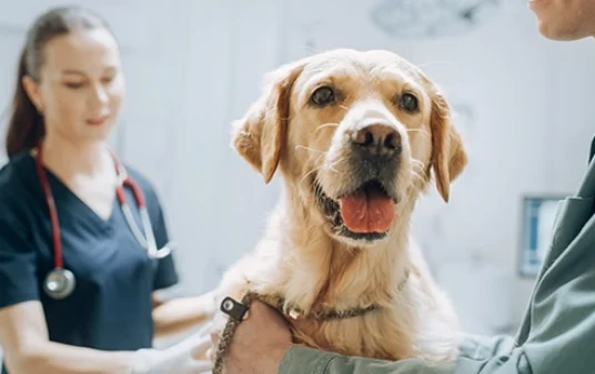 Heimlich maneuver for dogs what to do if my dog is choking post img
