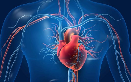 cpr-heart-anatomy-acls