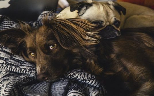 CPR for Pets